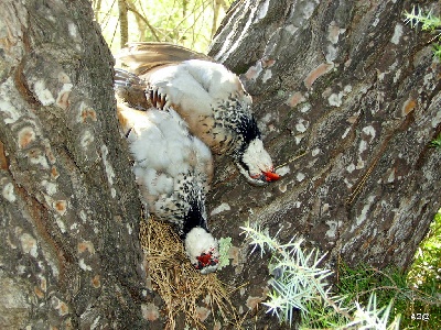 du bois du Ligoures - Pointer chasseur ?