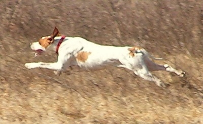 du bois du Ligoures - Le Galop POINTER