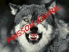  - Attaque de loups à AUBAGNE !!!