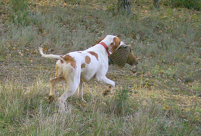 Tyson du bois du Ligoures