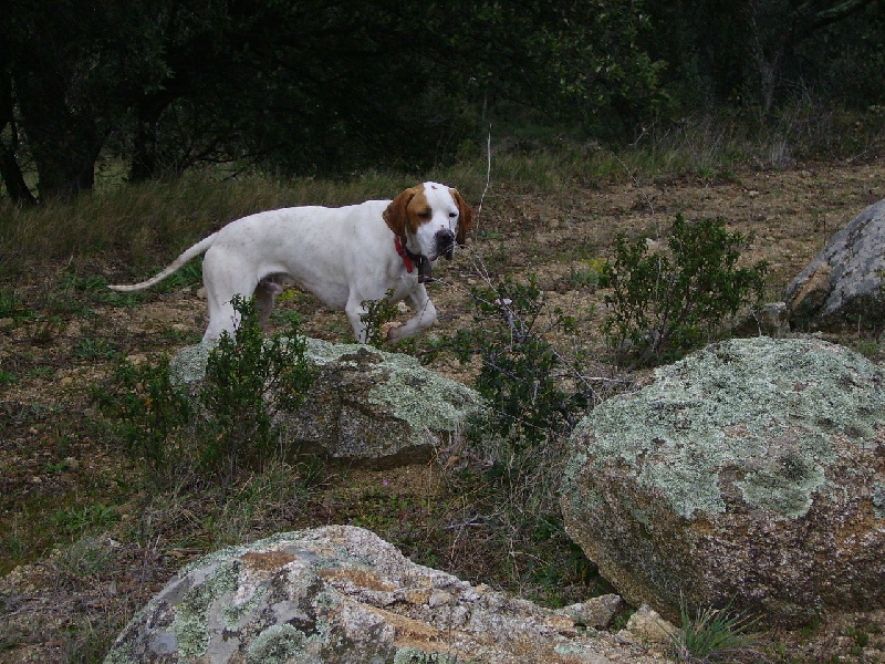 Bitter du bois du Ligoures