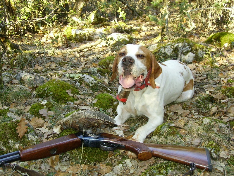 Tyson du bois du Ligoures