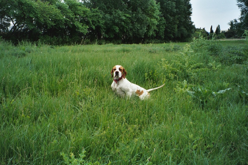 Tyson du bois du Ligoures