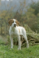 Tess du Bois du Ligourès