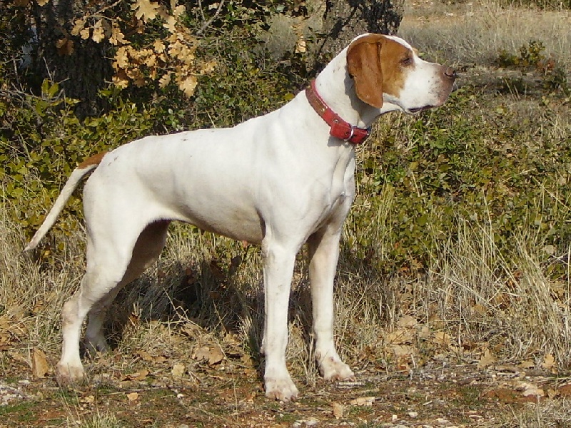 Tess du bois du Ligoures