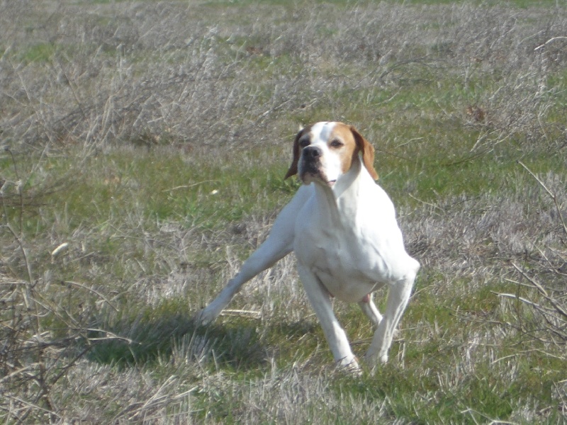 Tina du bois du Ligoures