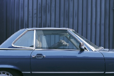 du bois du Ligoures - The silence of Dogs in cars...