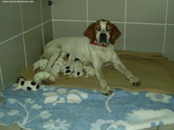 Chiot Pointer du bois du Ligoures