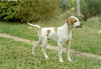 Tyson du Bois du Ligourès